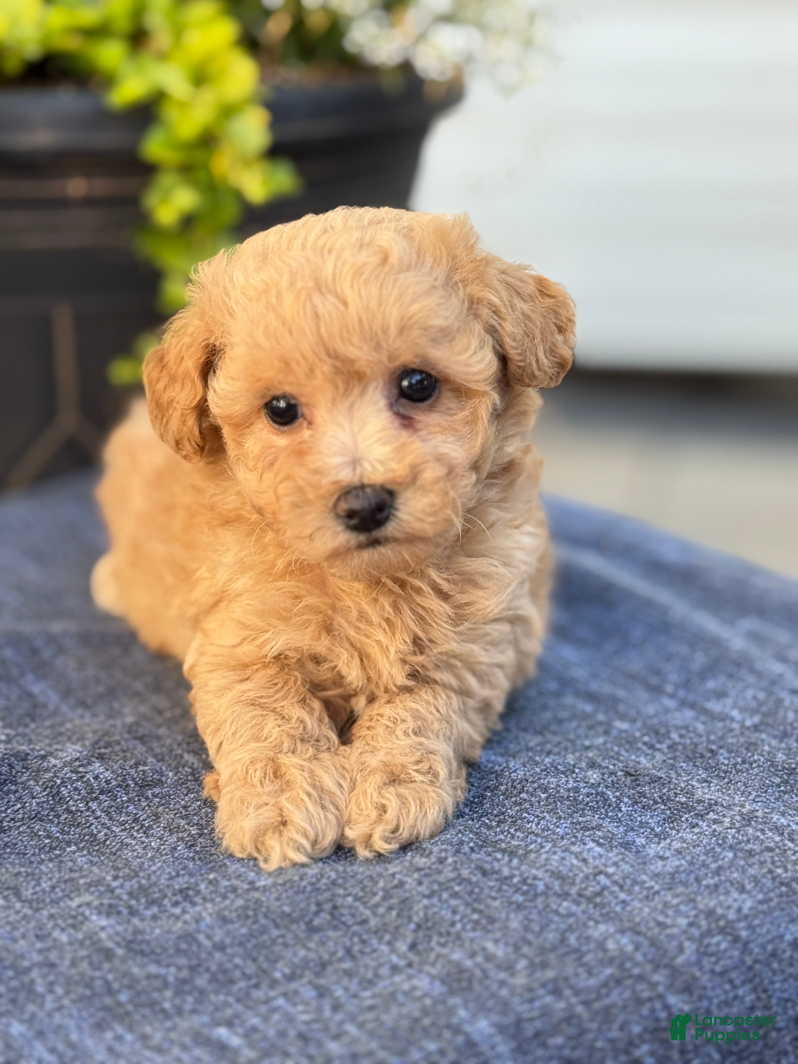 Bichpoo dogs for sale: Flora - Ad 3