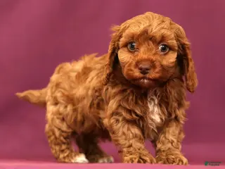 Cavapoo dogs for sale: Leo - Ad 4