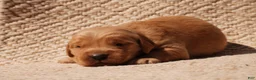 Golden Retriever dogs for sale: Daisy -AKC, Genetically Clear - Ad 96