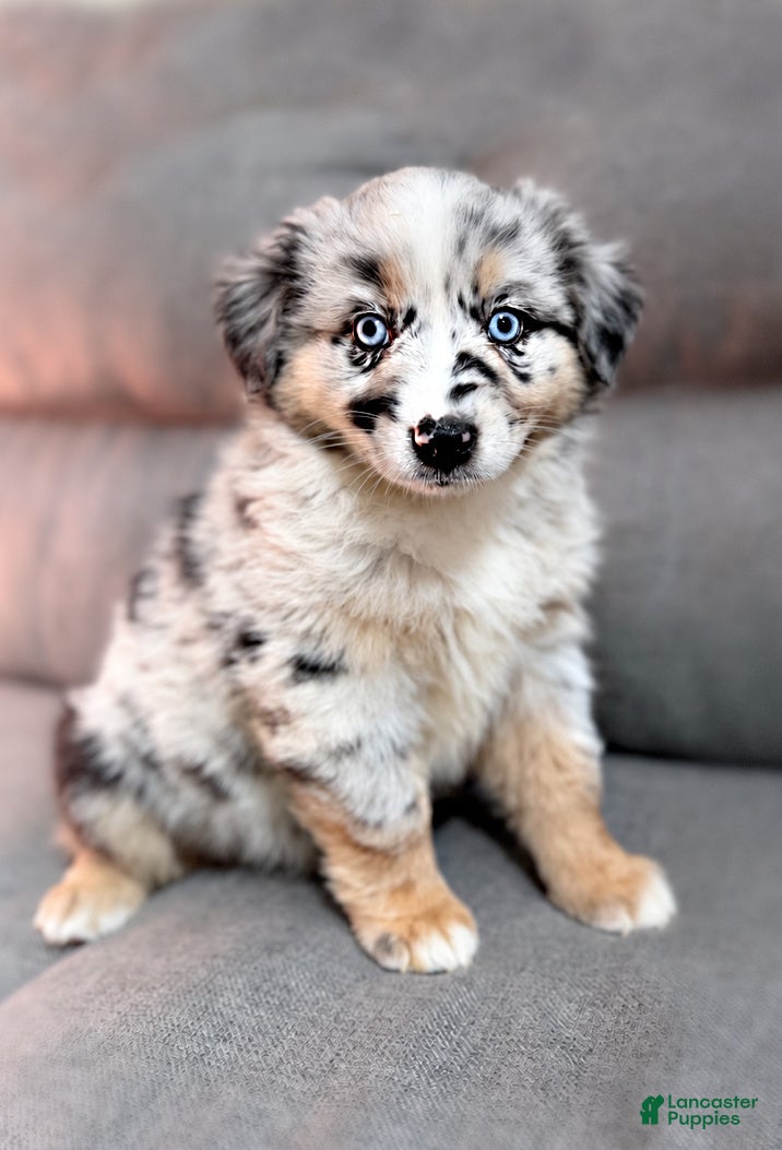 Miniature Australian Shepherd dogs Isla - Ad 1