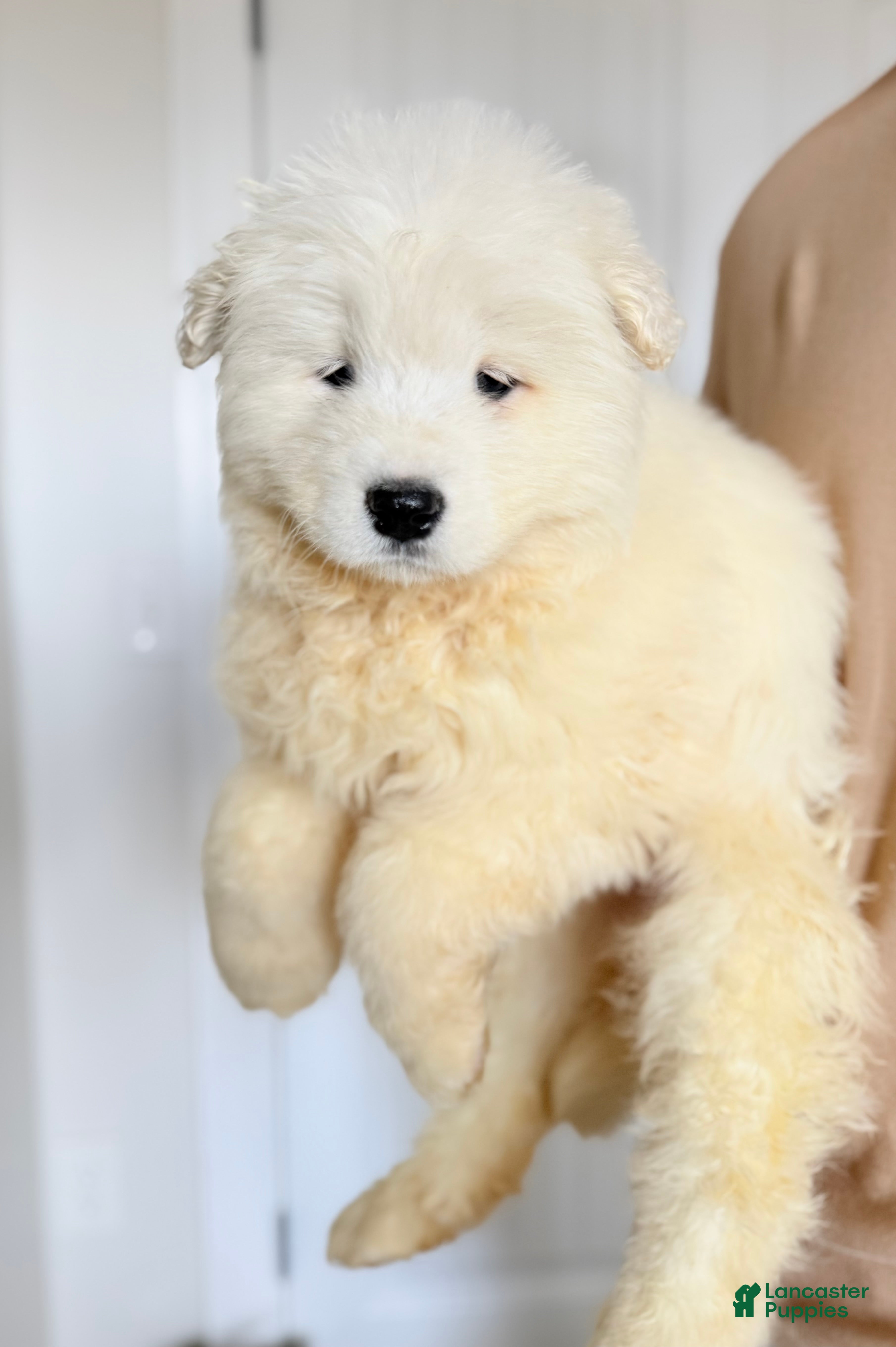Samoyed dogs Dixie - Ad 21