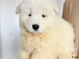 Samoyed dogs Dixie - Ad 21