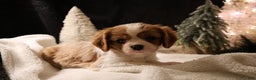 Cavalier King Charles Spaniel dogs for sale: Cinnamon - Ad 1