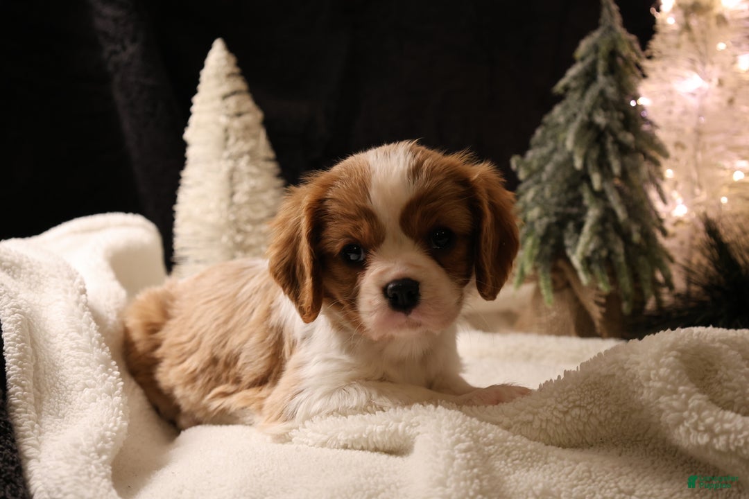 Cavalier King Charles Spaniel dogs for sale: Cinnamon - Ad 1