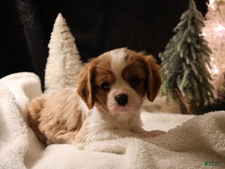 Cavalier King Charles Spaniel dogs Cinnamon - Ad 32