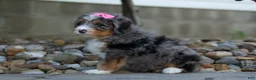 Mini Bernedoodle dogs for sale: 🐾 Primrose 🐾 - Ad 9