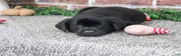 Labrador Retriever dogs for sale: Opal - Ad 2