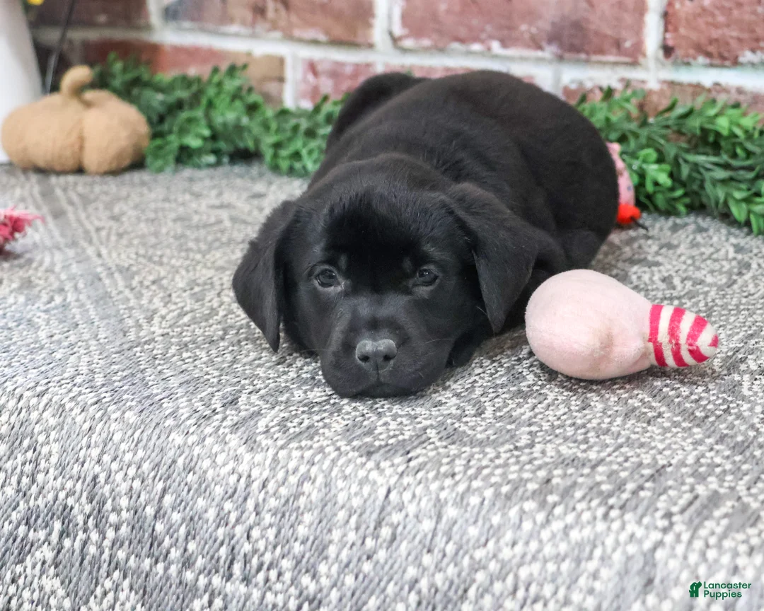 Labrador Retriever dogs for sale: Opal - Ad 2