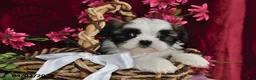 Shih Tzu dogs for sale: Chase - Ad 1