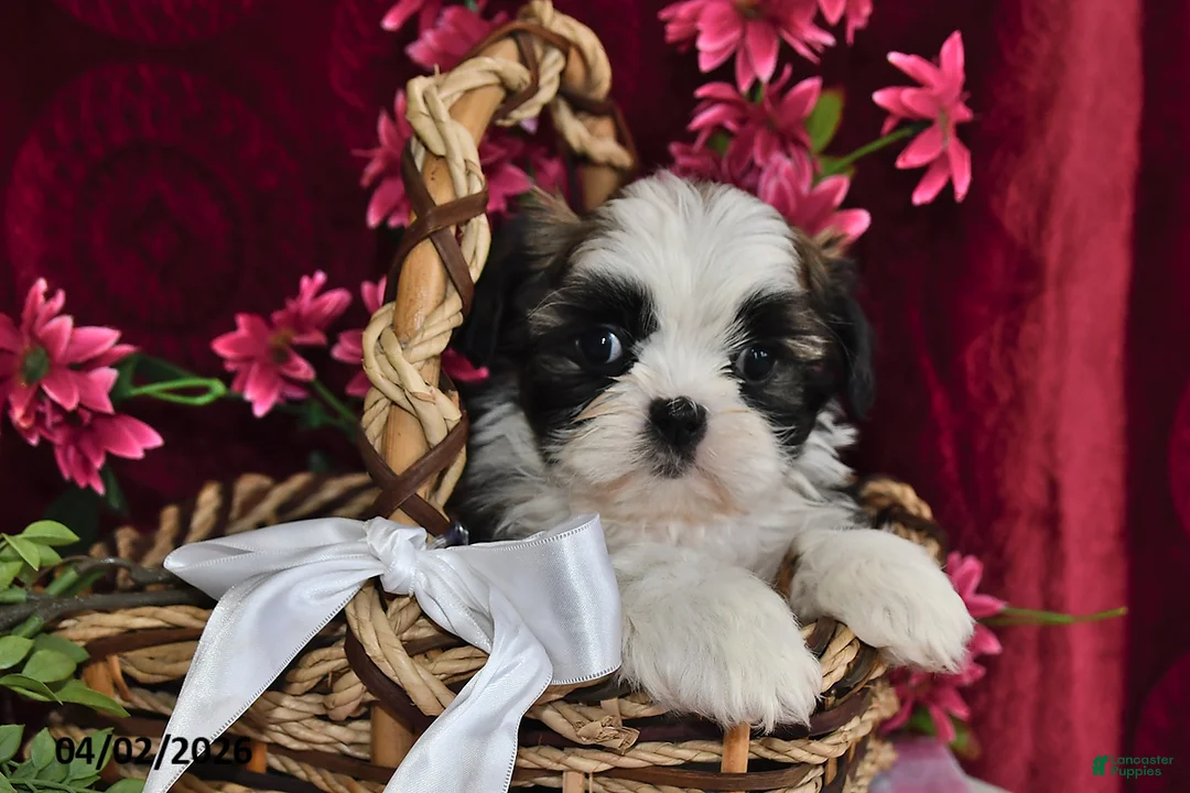 Shih Tzu dogs for sale: Chase - Ad 1