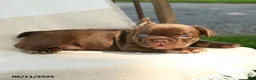 French Bulldog dogs for sale: Reese - Ad 5