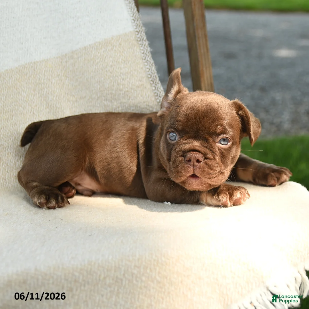 French Bulldog dogs for sale: Reese - Ad 5