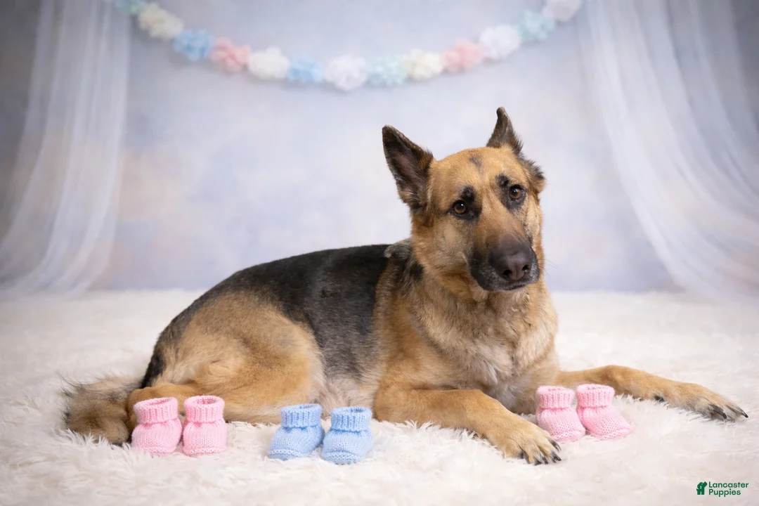 German Shepherd dogs for sale: German Shepherd Puppy 5 - Ad 2