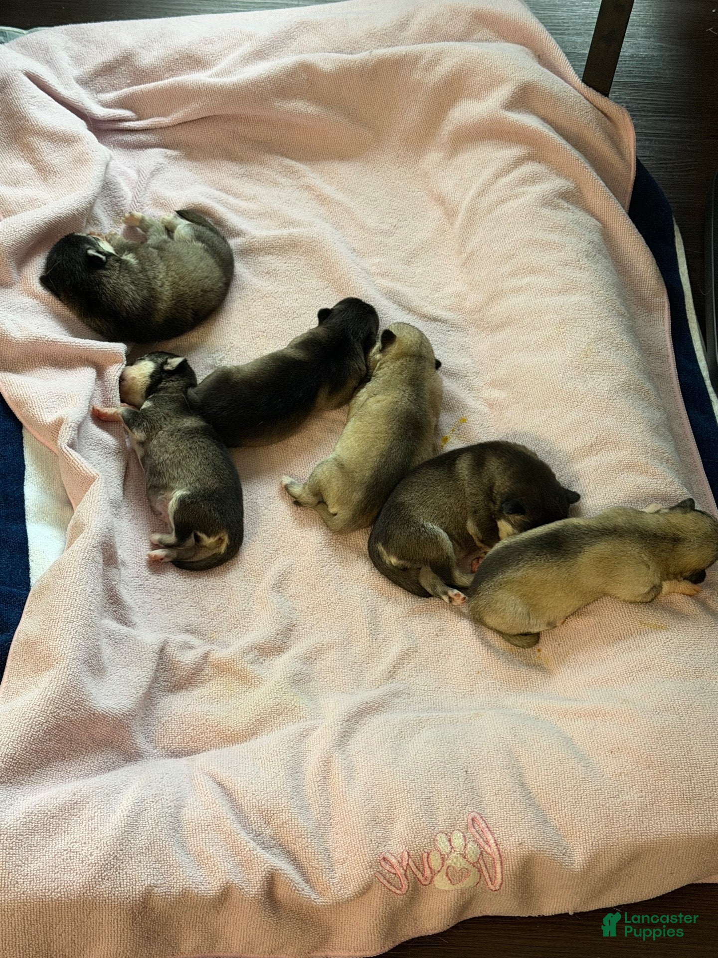 Alaskan Klee Kai