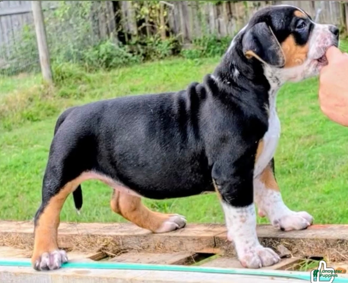 American Bully dogs for sale: American Bully 1 - Ad 2