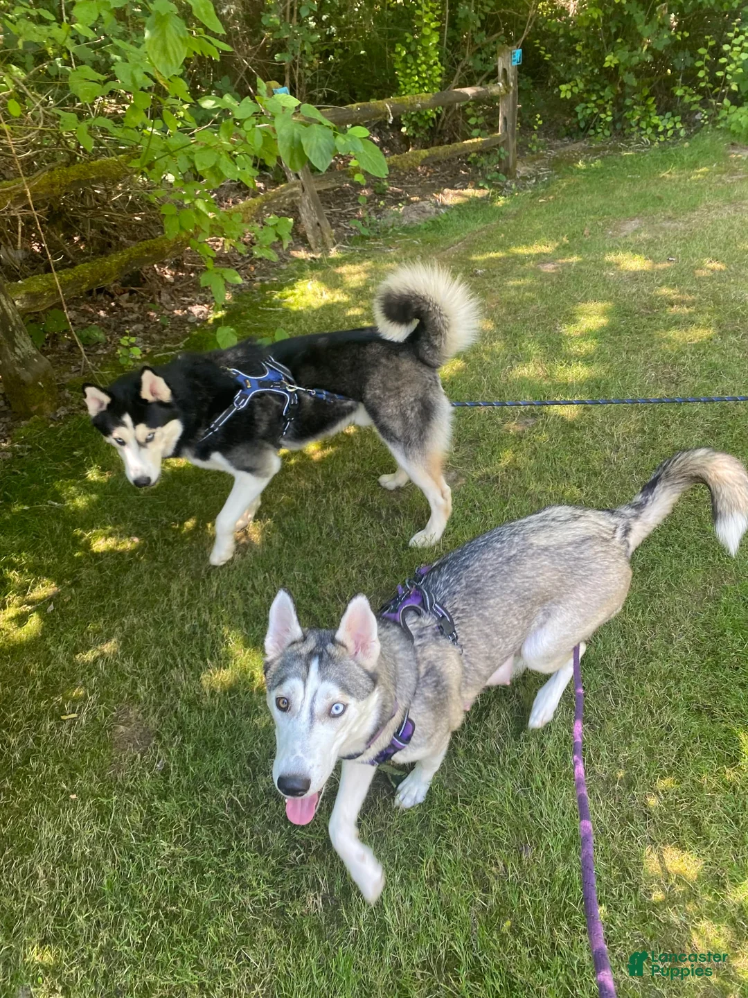 Gallery Image {{count}}