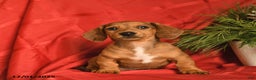 Miniature Dachshund dogs for sale: Frosty  - Ad 3