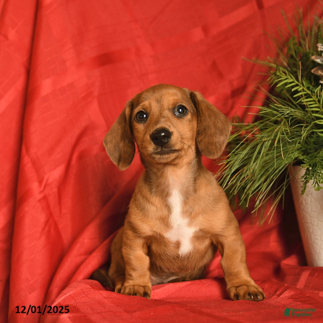 Miniature Dachshund dogs for sale: Frosty  - Ad 3