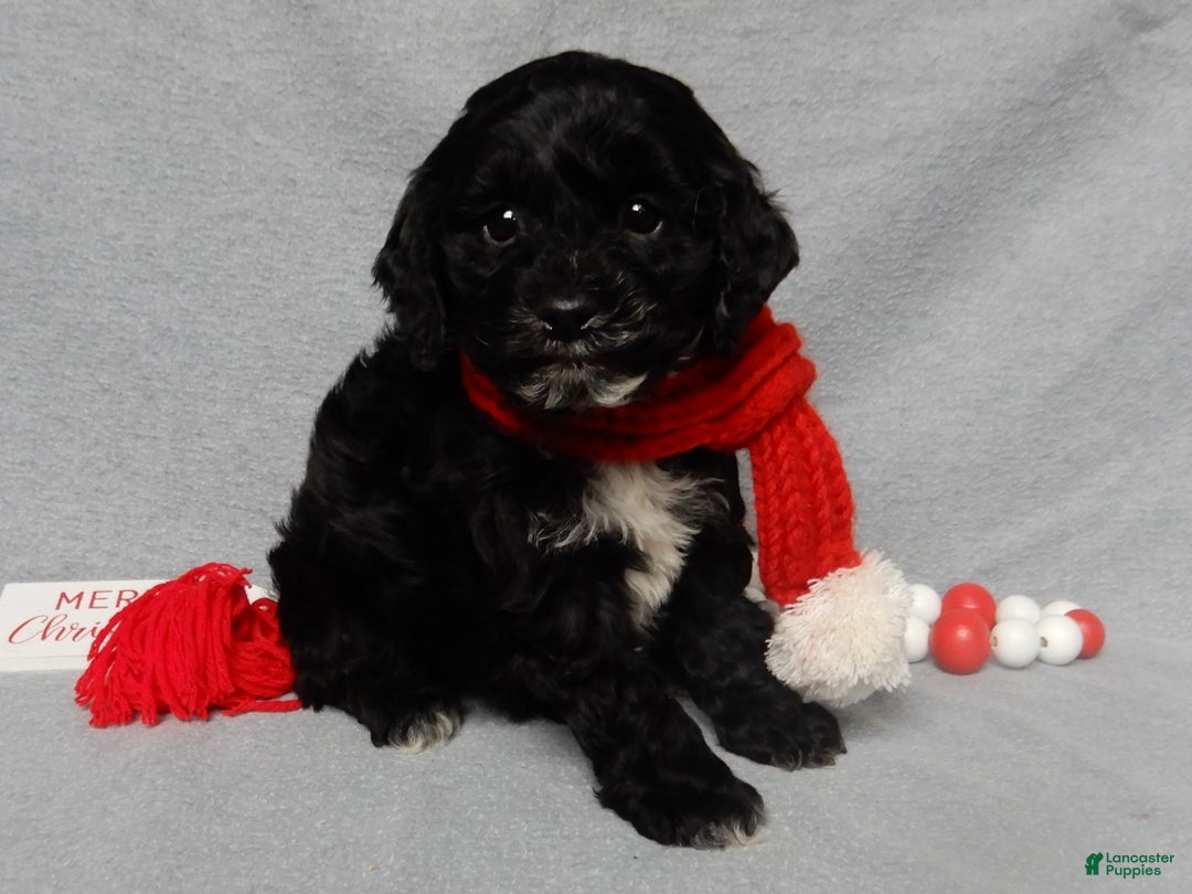 Cockapoo dogs for sale: Benny - Ad 5