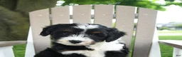 Mixed Breed dogs for sale: Rex - Ad 4