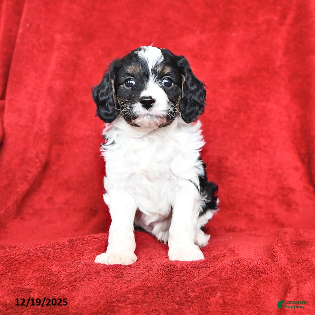 Cavapoo dogs for sale: Gus - Ad 1