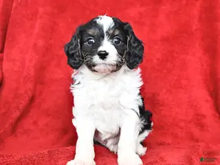 Cavapoo dogs Gus - Ad 15