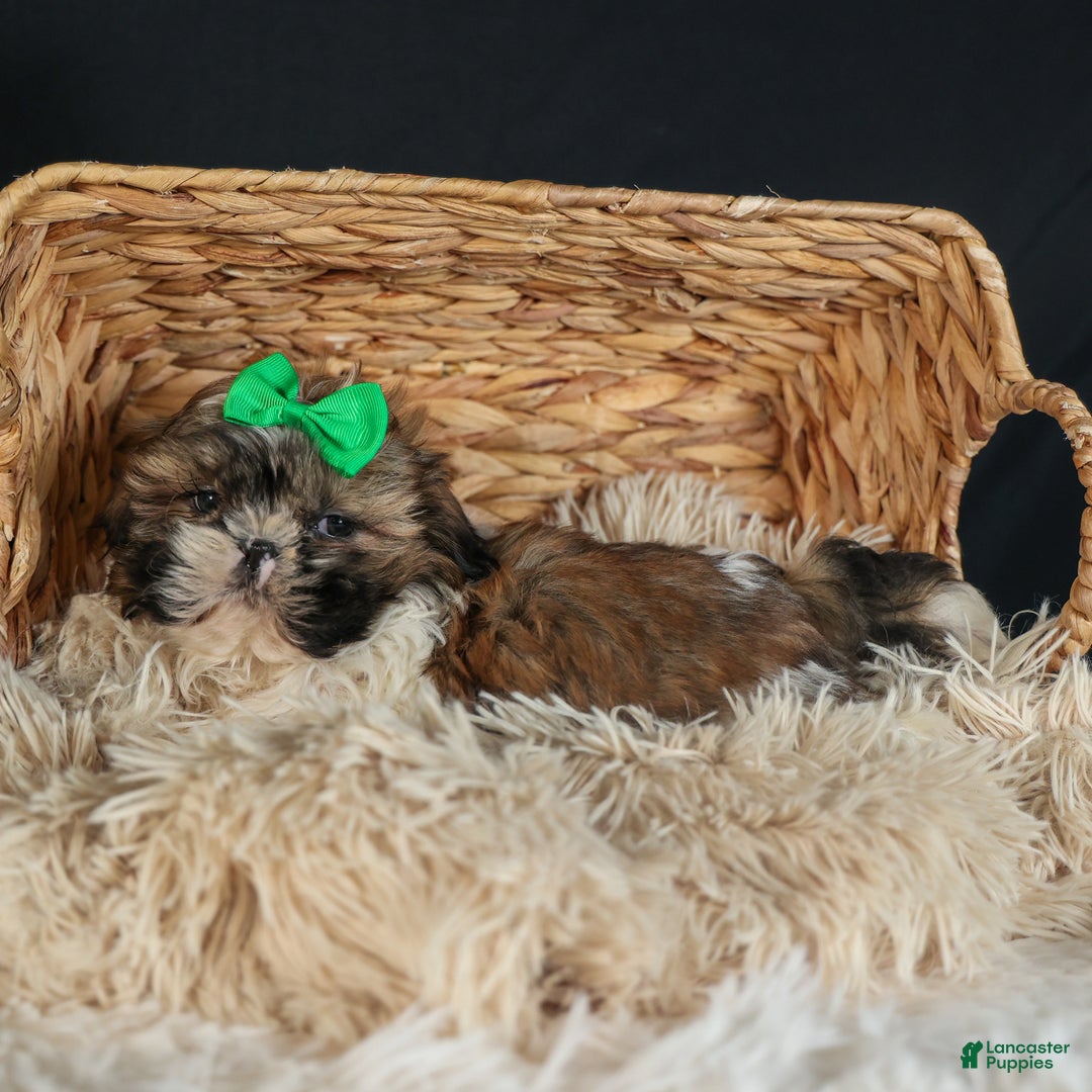 Shih Tzu dogs for sale: RUSTY - Ad 15