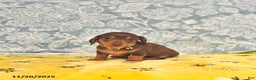 Miniature Dachshund dogs for sale: Penny - Ad 9