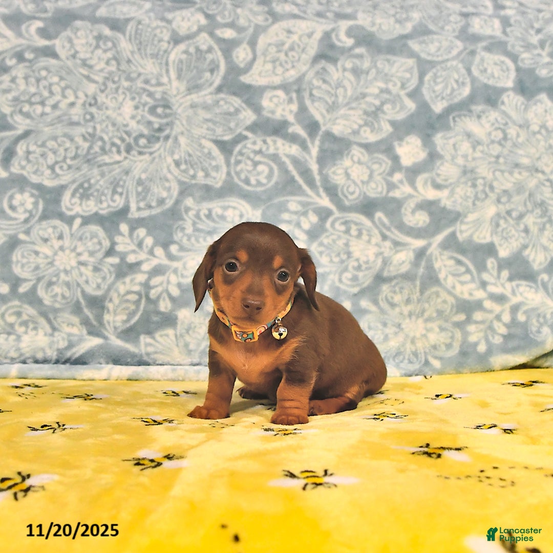 Miniature Dachshund dogs for sale: Penny - Ad 9