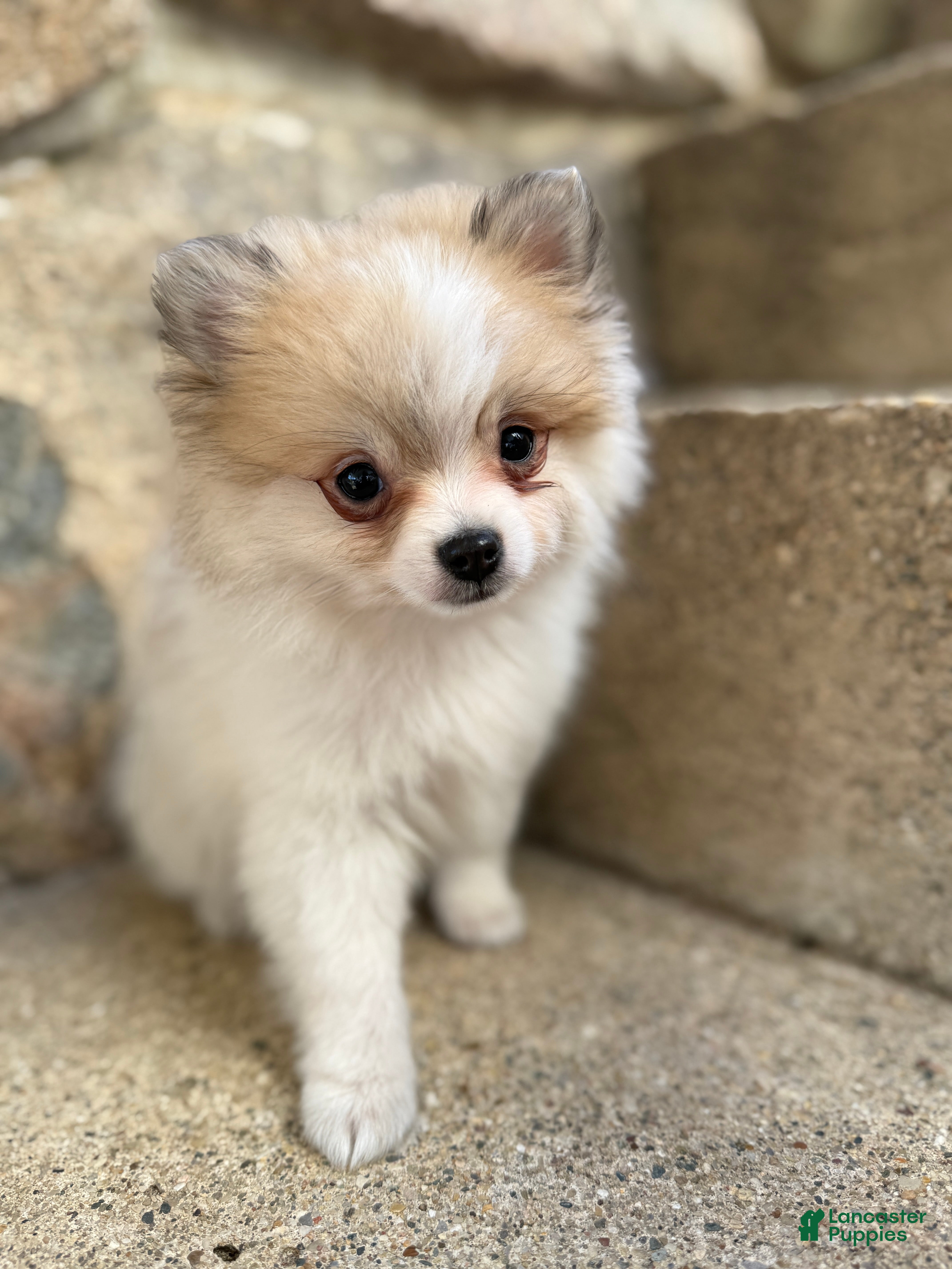 Pomeranian dogs Russel - Ad 1
