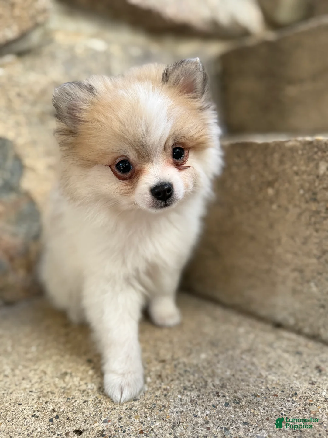 Pomeranian dogs for sale: Russel - Ad 1