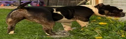 American Bully dogs for sale: Cow Tippin’  - Ad 4