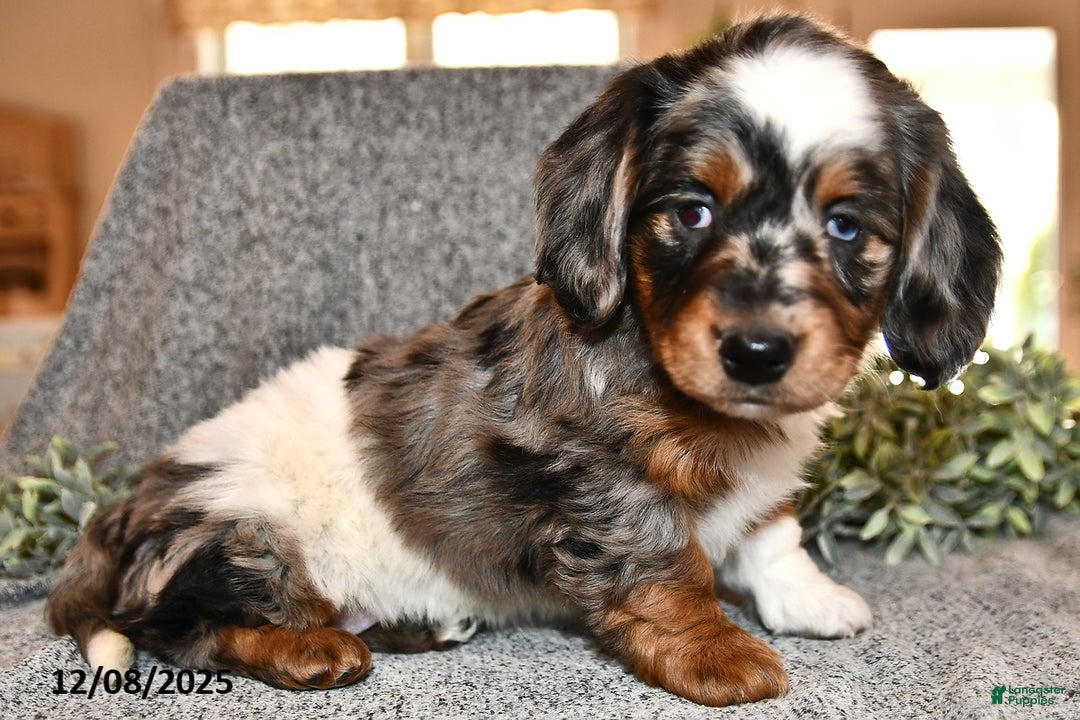 Miniature Dachshund dogs for sale: Holly - Ad 4