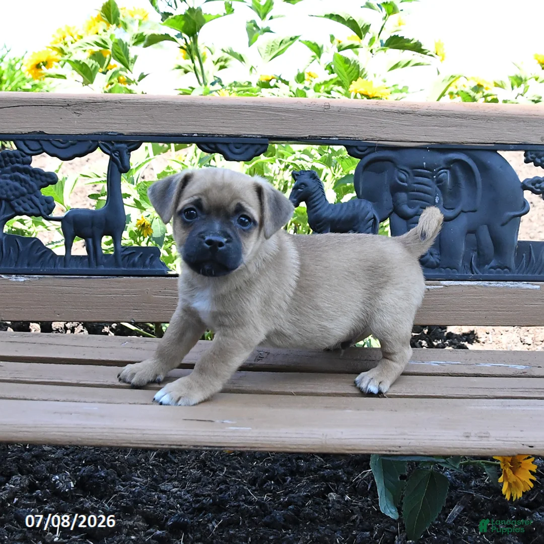 Jug dogs for sale: Cooper - Ad 2