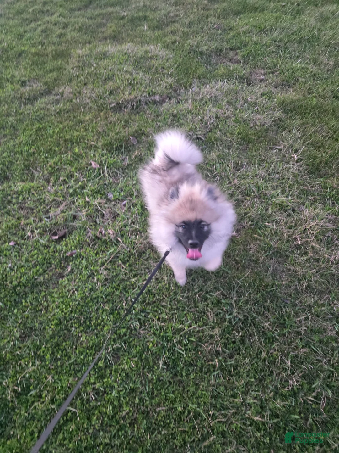 Keeshond dogs for sale: Keeshond 1 - Ad 1