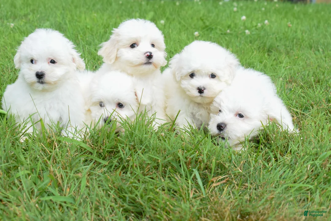 Maltese dogs for sale: Baxter 🐶 - Ad 7