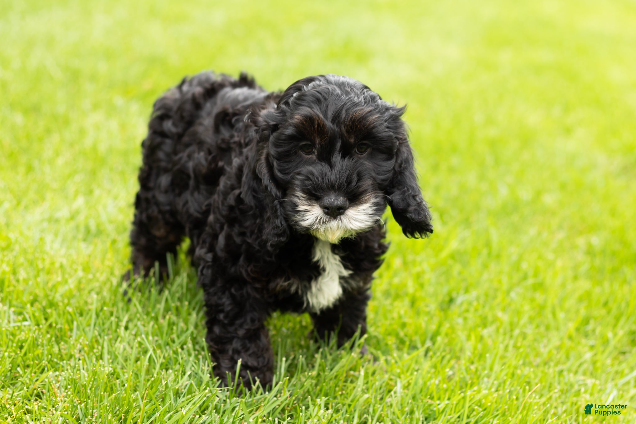 Cockapoo dogs for sale: Buster  - Ad 4