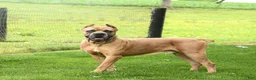 Cane Corso dogs for sale: Max - Ad 7
