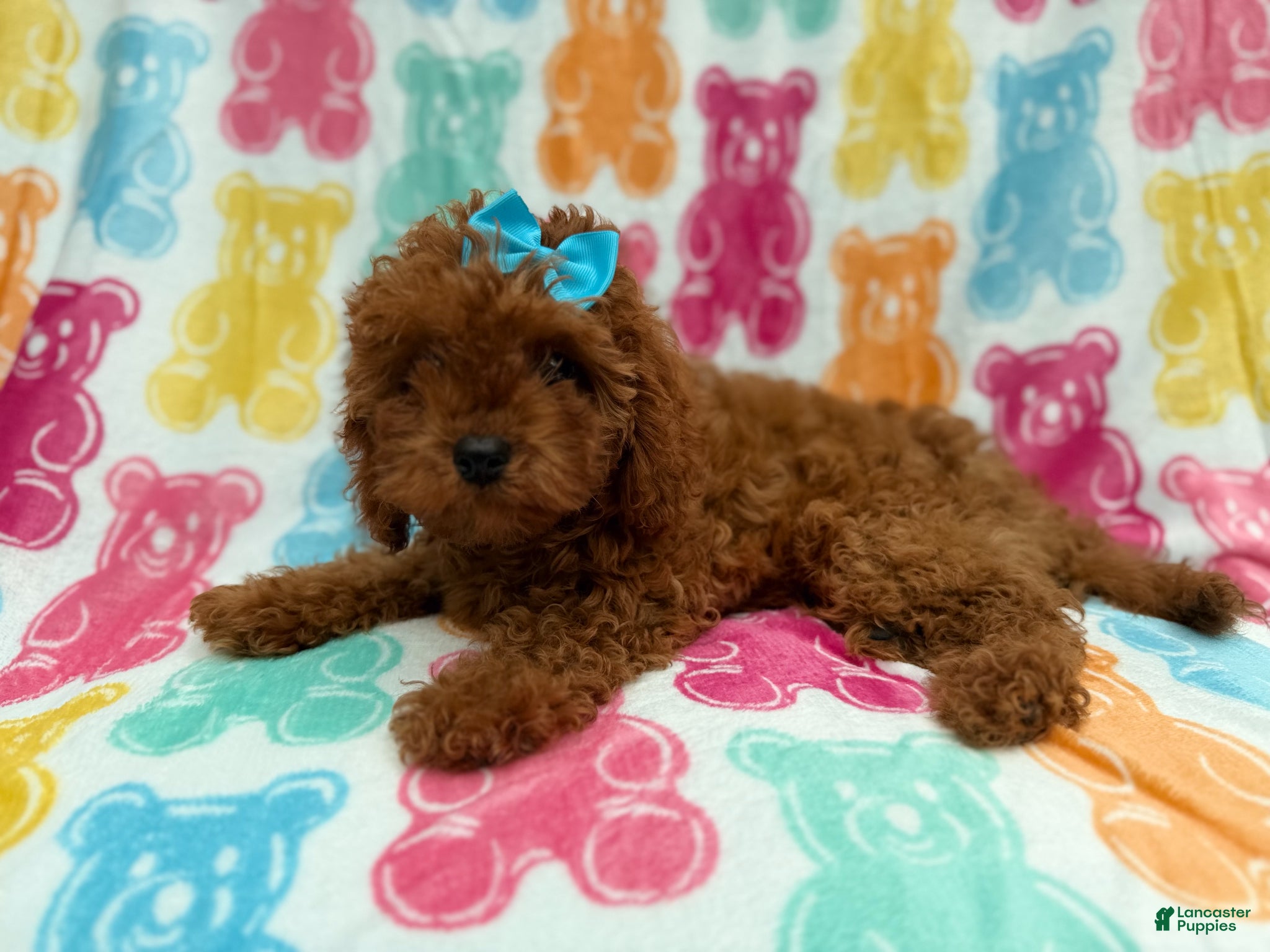 Cavapoo dogs Dora - Ad 16