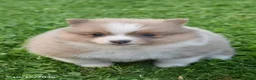 Pomeranian dogs for sale: Autumn - Ad 3