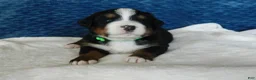 Bernese Mountain Dog dogs for sale: Benny - Ad 4