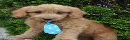Mini Goldendoodle dogs for sale: Mini Gus - Ad 12