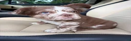 French Bulldog dogs for sale: French Bulldog 1 - Ad 5