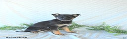 German Shepherd dogs for sale: Bailey - Ad 4
