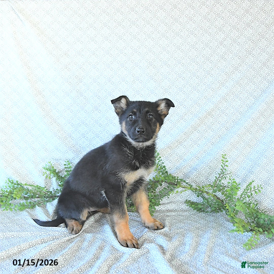 German Shepherd dogs for sale: Bailey - Ad 4