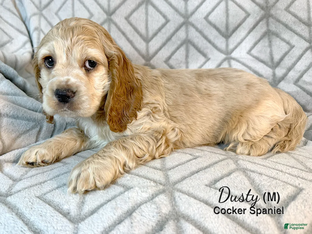 Cocker Spaniel dogs for sale: Dusty - Ad 1