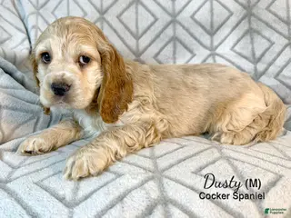 Cocker Spaniel dogs Dusty - Ad 3