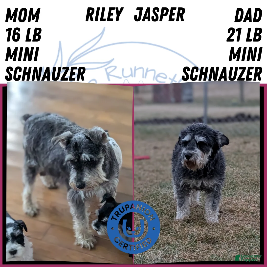Miniature Schnauzer dogs for sale: Macy - Ad 11