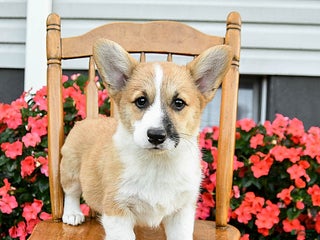 Welsh Corgi Pembroke dogs - Ad 3