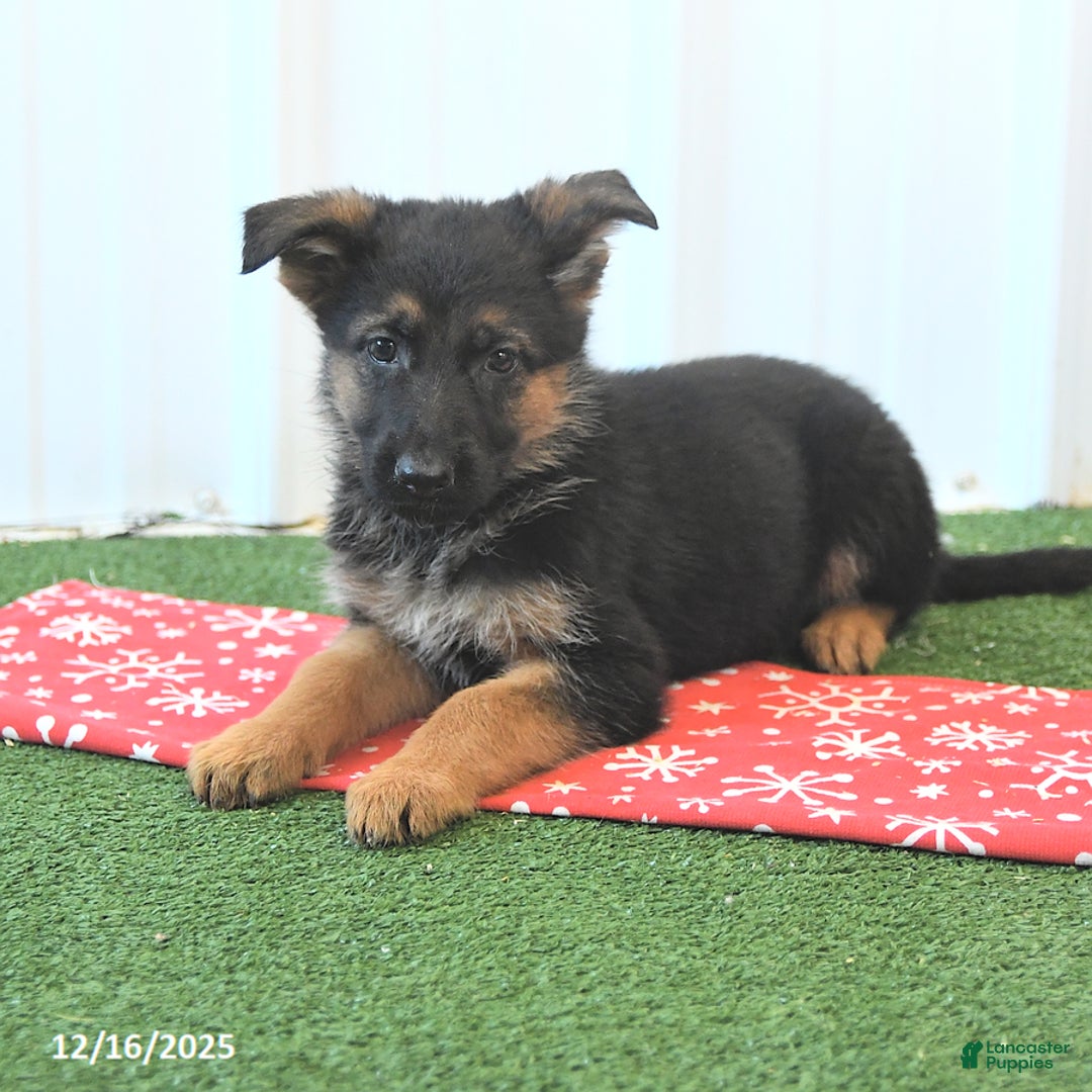 German Shepherd dogs for sale: Heather - Ad 2